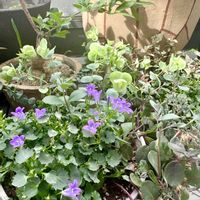ベルフラワー,多肉植物,観葉植物,花のある暮らし,植物のある暮らしの画像
