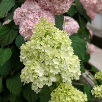 アナベル,ノリウツギ,ピンクアナベル ピンカーベル,花のある暮らし,おうち園芸の画像
