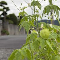 フウセンカズラ,風船葛（ふうせんかずら）,路草,大和路快足,梅雨・大和路の画像