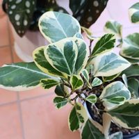 斑入り,フィカス トライアンギュラリス,フィカス・トライアンギュラリス・バリエガータ,観葉植物,葉っぱの画像
