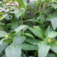 キキョウ,ヒメヒマワリ,花言葉,つぼみに魅せられて,金曜日の蕾たちの画像