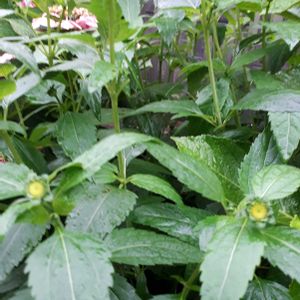 キキョウ,ヒメヒマワリ,花言葉,つぼみに魅せられて,金曜日の蕾たちの画像