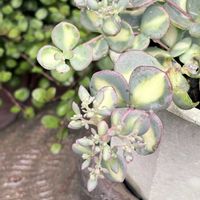 ミセバヤ,多肉植物,鉢植えの画像