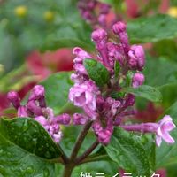 ポピー,姫ライラック,꒰ღ˘◡˘ற꒱かわゅ~,花のある暮らし,屋上ガーデニングの画像