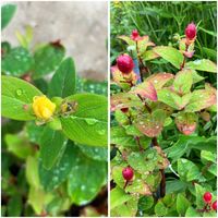 ラベンダー,スイトピー,フレンチラベンダー,ヒベリカム,お出かけ先にての画像