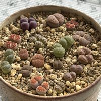 リトープス,リトープス,リトープスMIX,リトープスMIX,ベランダの画像