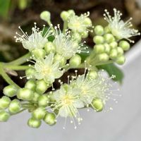 レモンマートル,金曜日の蕾たち,われら17年組,GS鹿児島,玄関アプローチの画像