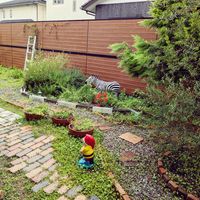 ゴールドクレスト,地植え,ガーデニング,ナチュラルガーデン,レンガの画像