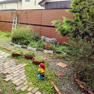 ゴールドクレスト,地植え,ガーデニング,ナチュラルガーデン,レンガの画像
