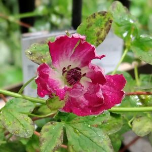 クレマチス,トマト,ミニバラ,鉢植え,実家の庭の画像