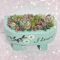 多肉の寄せ植え,多肉大好き,多肉棚,多肉中毒,多肉植物のある暮らしの画像