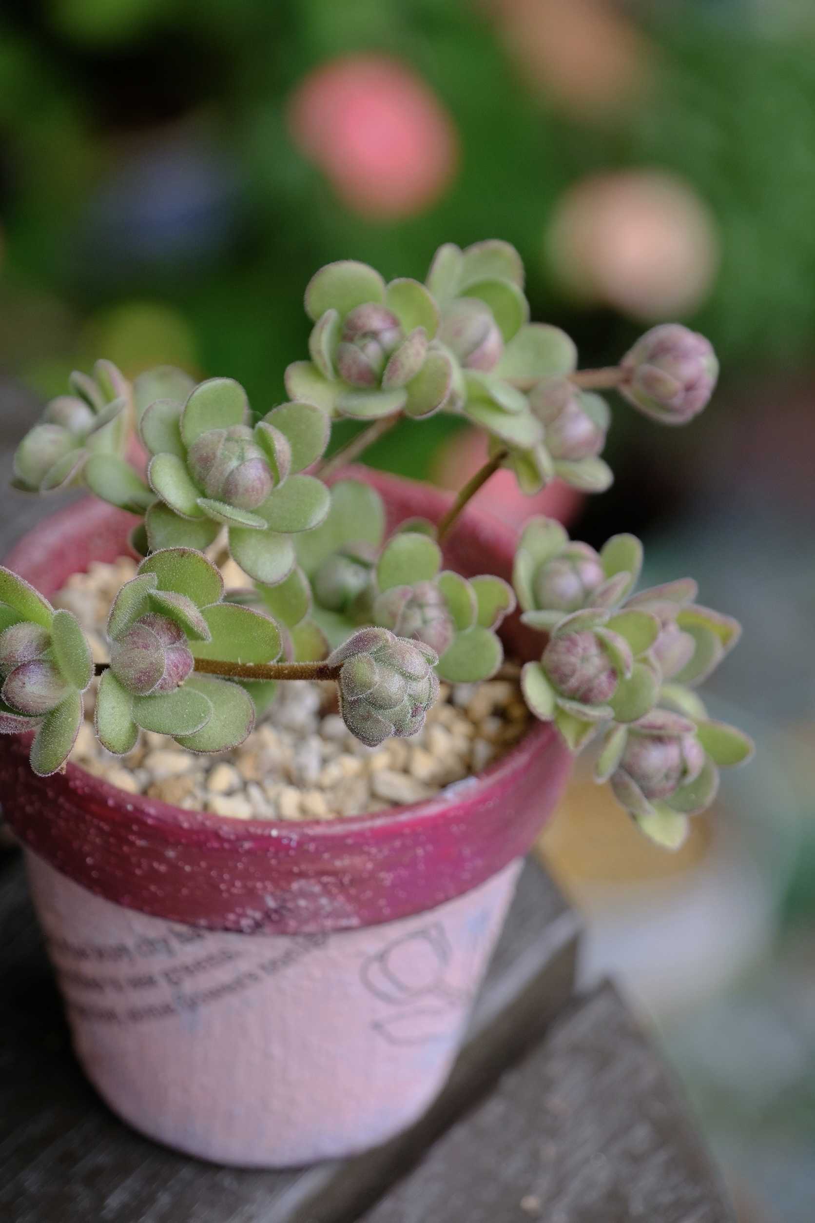 多肉植物の鉢におすすめの素材とは？穴なしは避けた方がいい