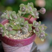 多肉植物,ベランダガーデニング,多肉植物のある暮らし,癒し…♡,自作リメ鉢の画像