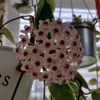 ホヤ・カルノーサ,サクララン,可愛い,お花見の画像