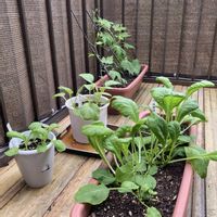 小松菜,サイシン,野菜　かつお菜,沖縄白苦瓜,スマホ撮影の画像