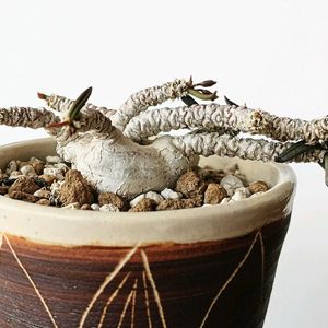 ユーフォルビア属,キリンドリフォリア トゥビフェラ,多肉植物,観葉植物,塊根植物の画像