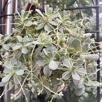 子持ち蓮華,多肉植物,多肉植物のある暮らし,ニョロン(26日)の日,小さな庭の画像