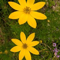 カレープラント,キンシバイ,イトバハルシャギク,お花,今日のお花の画像