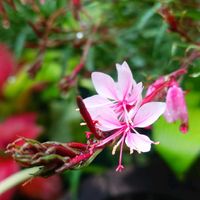 ガウラ,雨あがり,記録用,開花！,半日陰の庭の画像