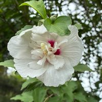 クチナシ,むくげ,千葉散策,お菓子コンテストの画像