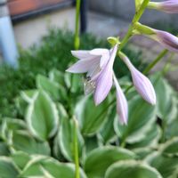 オクラ,ギボウシ,ヤマボウシ,梅雨,花のある暮らしの画像