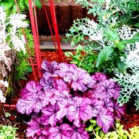 ヒューケラ,日赤病院の花壇に,昨日の病院帰りにの画像