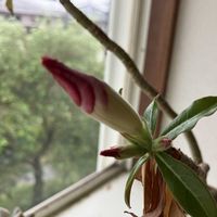 アデニウム,アデニウム,マイペースに,心穏やかに♡,休養中！の画像