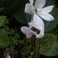 シクラメン,一九献上 和堂,"梅雨の間に咲いてくれたよシクラメン",季節外れの開花,一句献上　和堂の画像