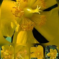 ガウラ,キンシバイ,ヒマワリ,ムギワラギク,タチアオイの画像