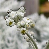 シロタエギク,雨粒,金曜日の蕾たち,雨粒シリーズ☆,mimozaの雨粒シリーズの画像