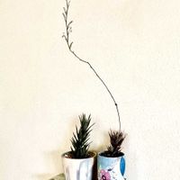 桜吹雪,十二の巻,十二の巻,多肉植物,リメ缶の画像