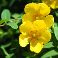 キンシバイ,お花,横浜,今日のお花,写真の画像
