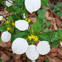 コンロンカ,花のある暮らし,植中毒,花自慢,花中毒の画像