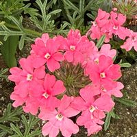 バーベナ,公園,癒されて,お世話している方に感謝,wakuwakuの画像