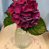ジニア,バーベナ,紫陽花 サンガイア,マイガーデン,紫陽花 アジサイ あじさいの画像