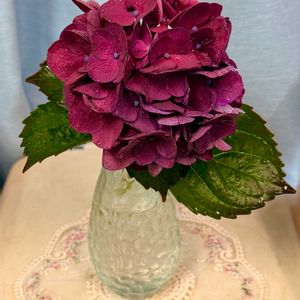 ジニア,バーベナ,紫陽花 サンガイア,マイガーデン,紫陽花 アジサイ あじさいの画像