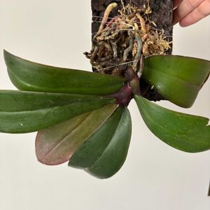 胡蝶蘭,コチョウラン サンデリアナ,Phal. sanderiana,洋ラン,着生ランの画像