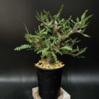 盆栽,多肉植物,観葉植物,塊根植物,コーデックスの画像