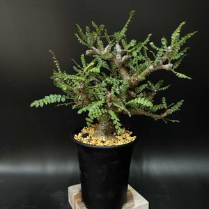 盆栽,多肉植物,観葉植物,塊根植物,コーデックスの画像