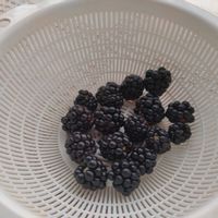 ブラックベリーの画像