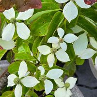 ヤマボウシ,常緑ヤマボウシ,感謝,花のある暮らし,いつまでもの画像