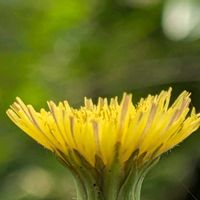 クチナシ,ヒメヒマワリ,沈丁花,ノゲシ,ノゲシ(野芥子)の画像