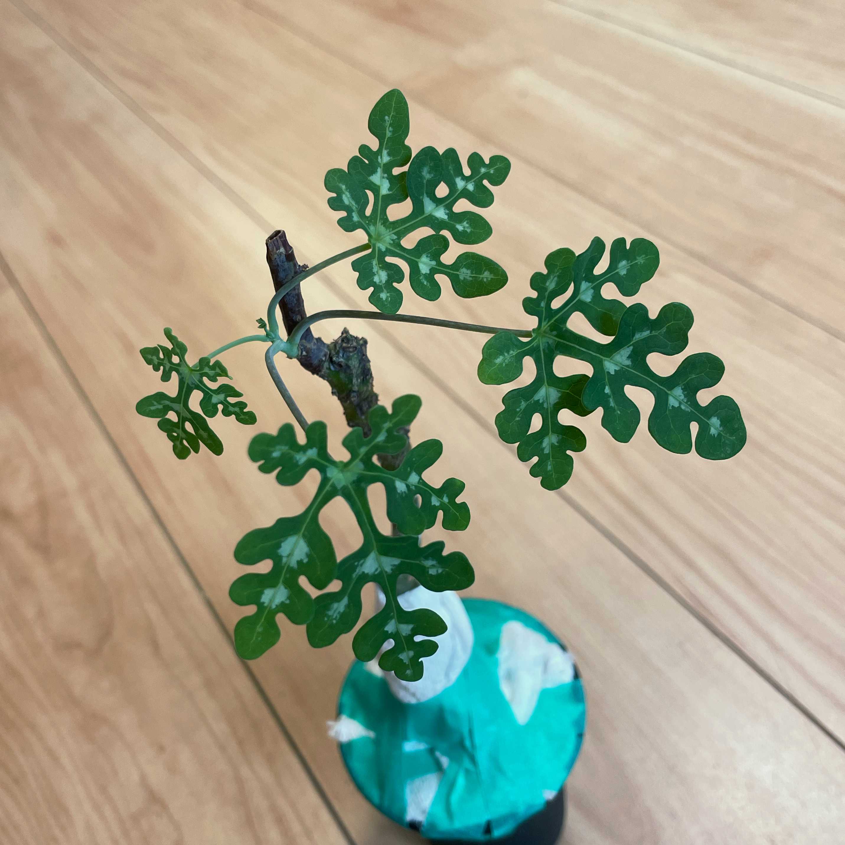 パキポディウム・恵比寿大黒×タッキー 成長記録｜🍀GreenSnap