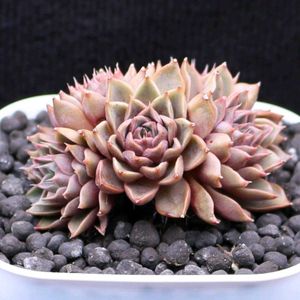 ハオルチア,多肉植物,エケベリア属,ハオルチア属,多肉大好きの画像