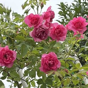 ローズうららＴＭ（旧名うらら）,ガーデニング,花のある暮らし,ナチュラルスタイル,薔薇のある暮らし♡の画像