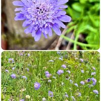 マツムシソウ,山野草,上三依水性植物園の画像