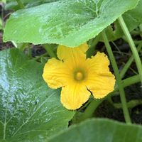 ガーデンシクラメン,雨に濡れたバラ,バラ ジュードジオブスキュア,カボチャ の花の画像