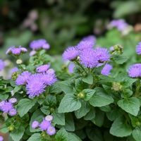 アゲラタム,鉢植え,可愛い〜♡,花のある暮らし,紫色の花の画像