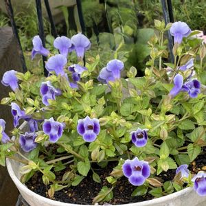 ガーデニング,花のある暮らし,ナチュラルスタイル,おうち園芸,庭の画像
