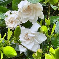 クチナシ,可憐な花,白い恋人達,金曜日の蕾たち,明日はきっと良い日になるの画像